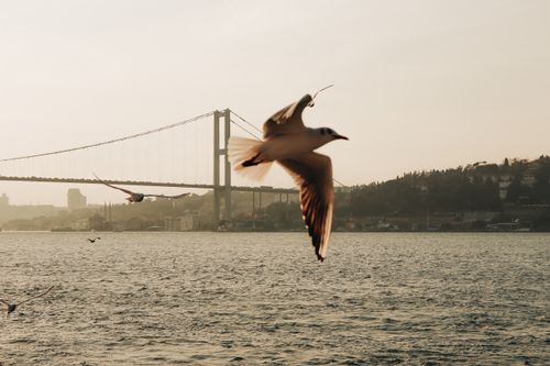 Free Seagulls fly near a suspension bridge over a calm body of water during daytime, capturing a serene travel moment. Stock Photo