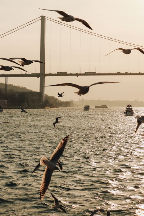 Free Seagulls in flight over ocean waters with a bridge and sunset view, creating a serene outdoor scene. Stock Photo