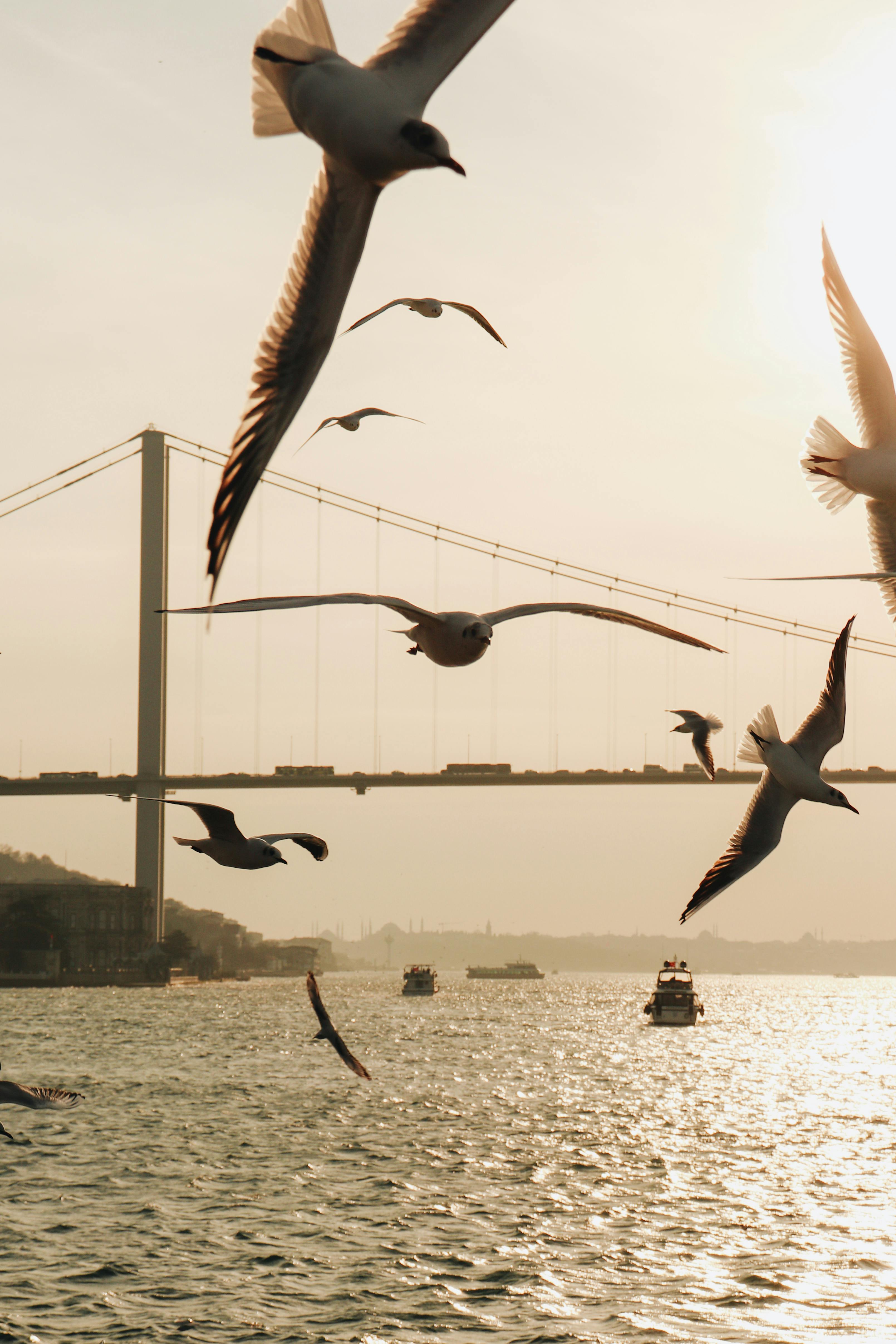 Seagulls soar over the Bosphorus with a stunning bridge backdrop at sunrise.