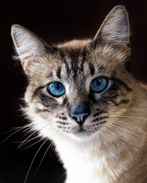 Close-Up Shot of a Cat With Blue Eyes 