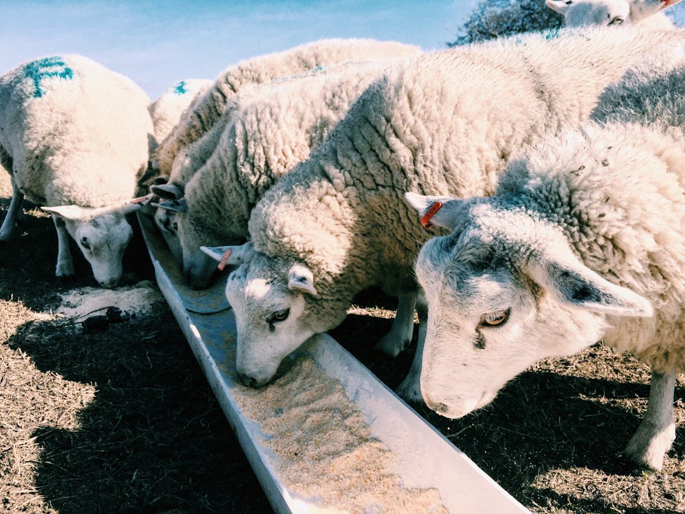 ovejas alimentándose con animal feed con óxido de zinc