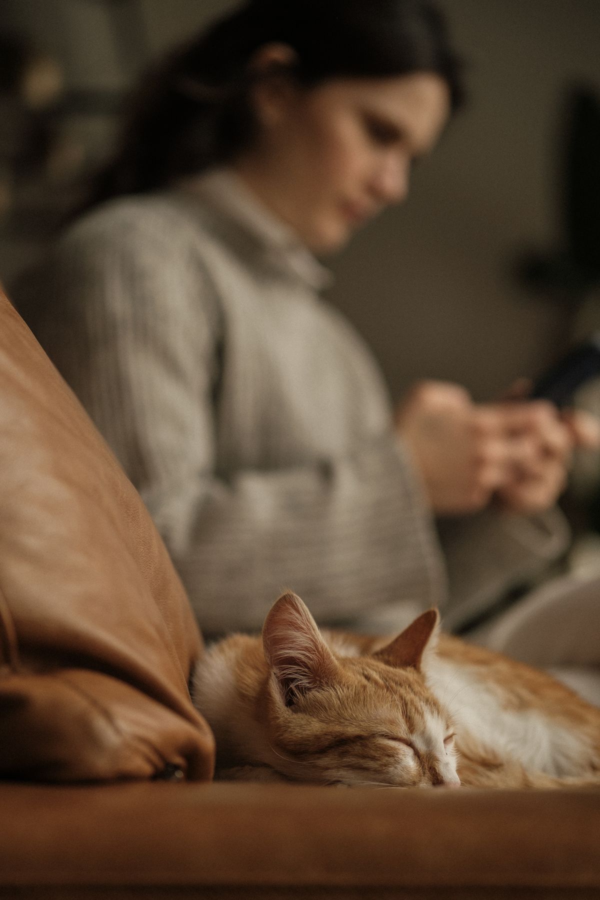 Cat resting beside a person in a familiar home