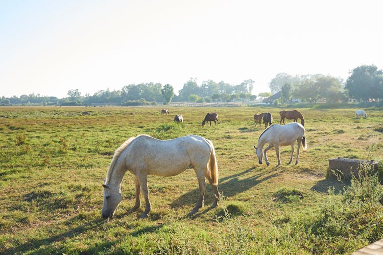 A Horses Eating The Grass 