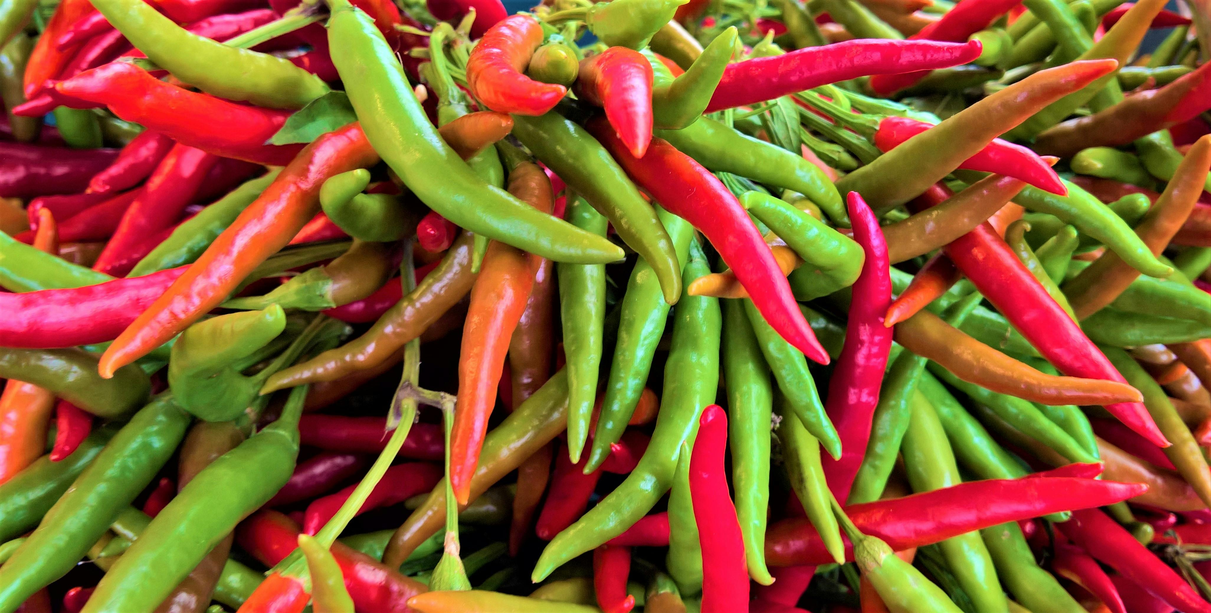 Free stock photo of chili peppers