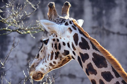 Close-Up Shot of a Giraffe 