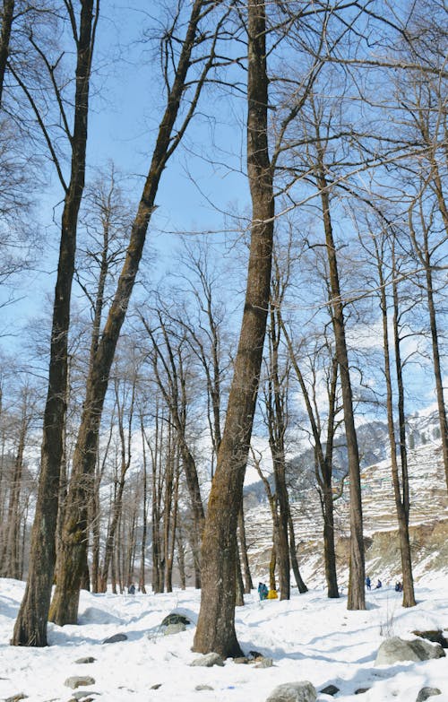 Foto profissional grátis de ao ar livre, árvores nuas, chão coberto de neve