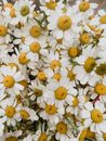White and Yellow Daisy Flowers
