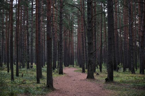 Free Peaceful trail through a dense pine forest in Saint Petersburg, perfect for nature lovers. Stock Photo
