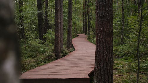 免费 天性, 小路, 木質走道 的 免费素材图片 素材图片