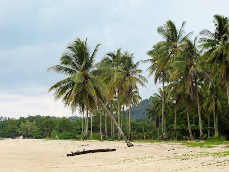 Scenic tropical beach on Bangka Island with towering palm trees and soft sand.
