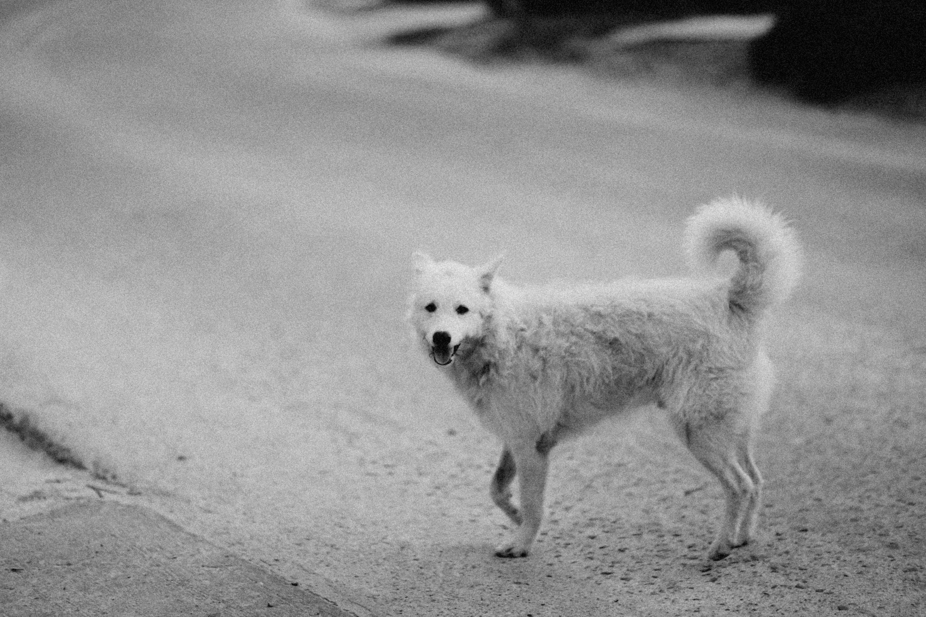 Grayscale Photo of a Border Collie · Free Stock Photo