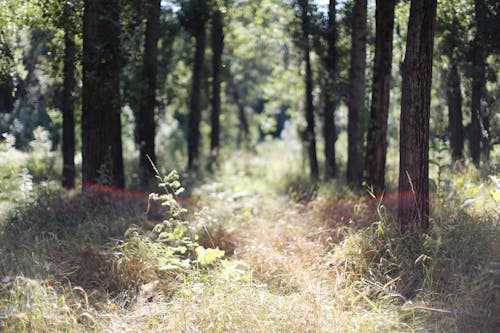 免费 天性, 景深, 森林 的 免费素材图片 素材图片