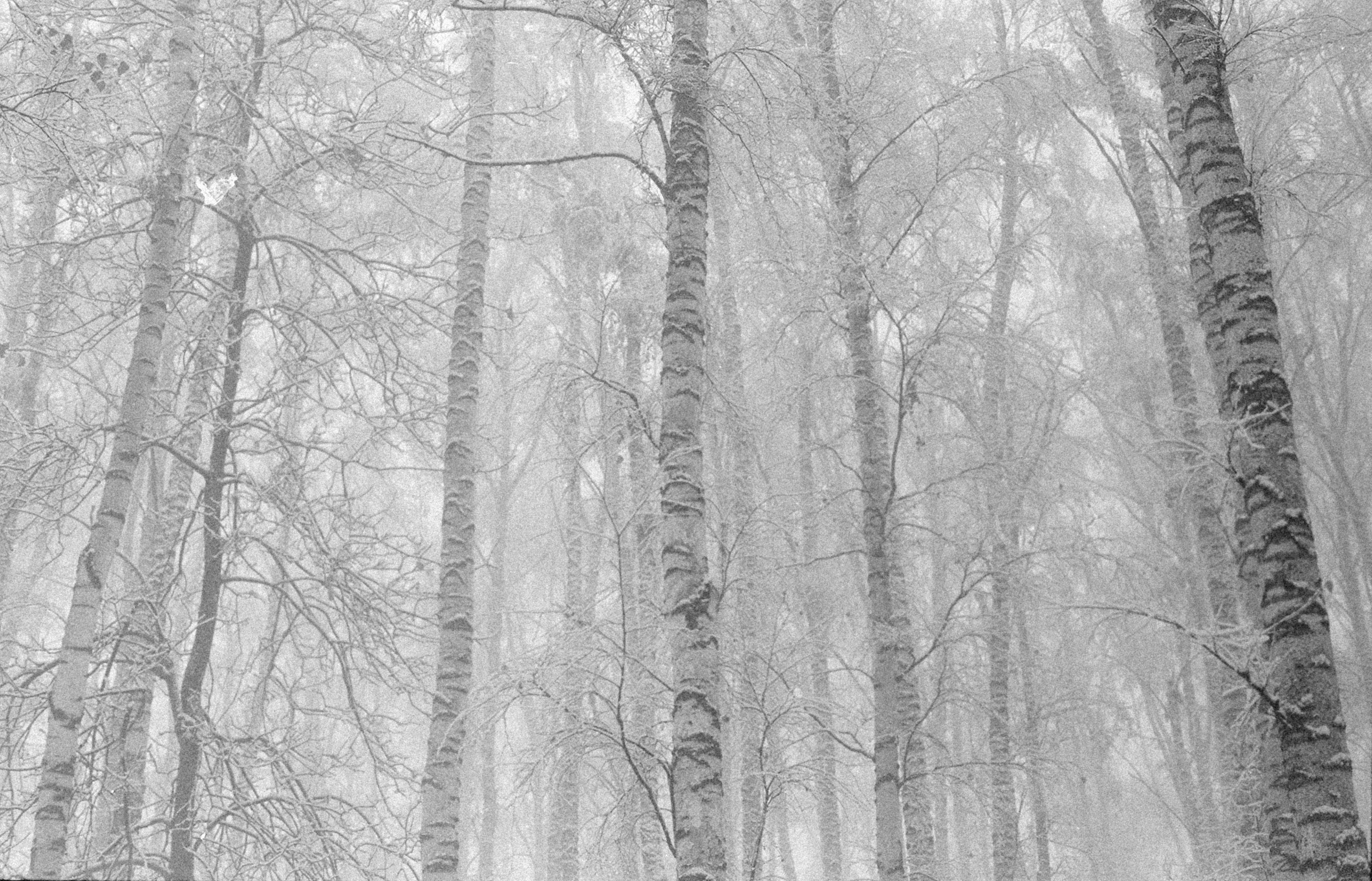 Person Lying on Hammock in Greyscale Photography · Free Stock Photo