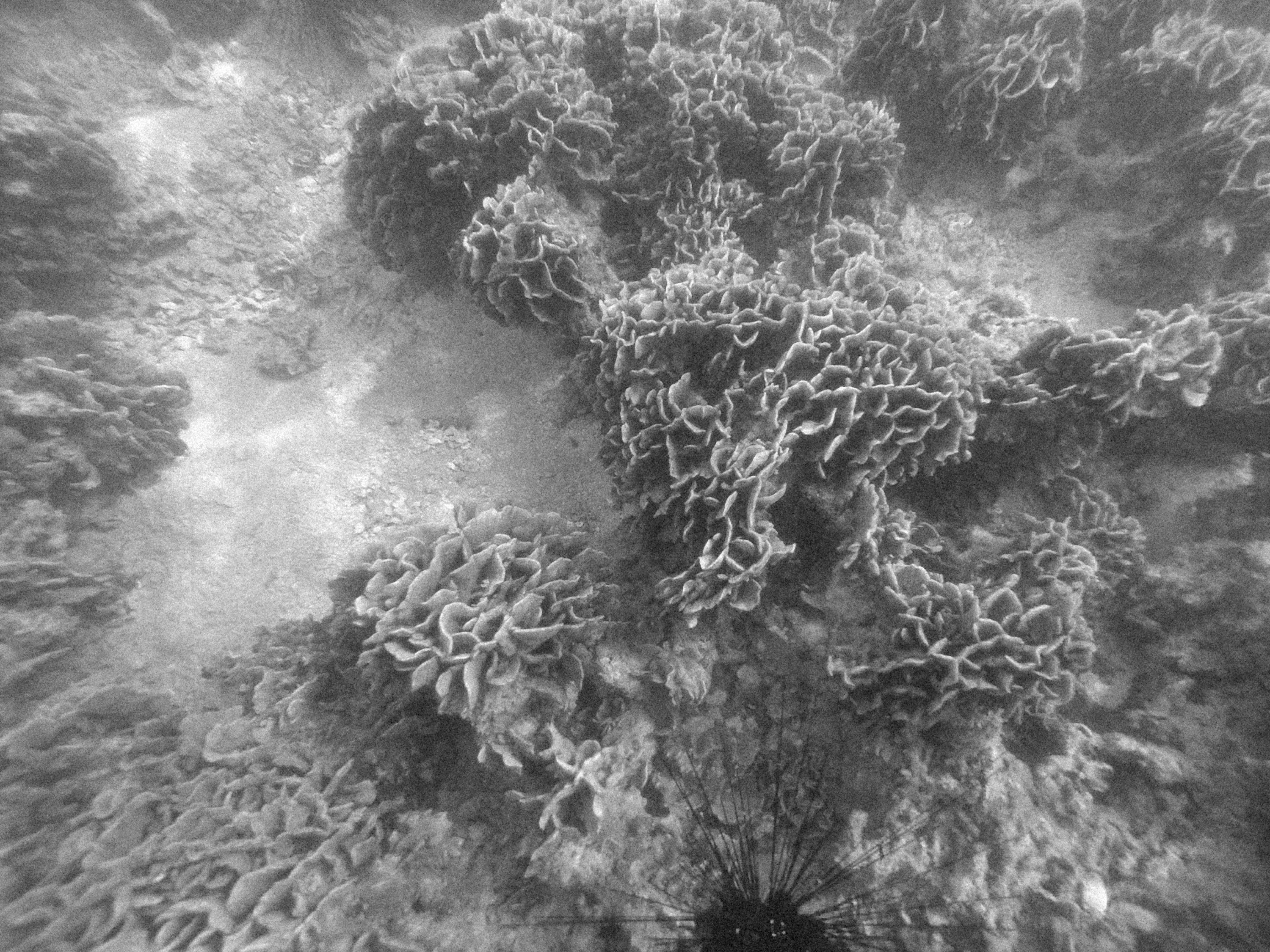 Vibrant coral reef and foraging grounds at Green Bay (Protaras)