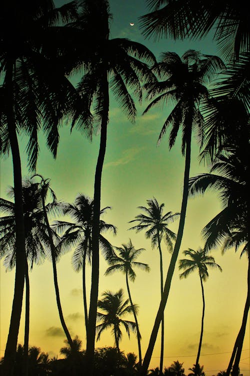 Základová fotografie zdarma na téma kokosové palmy, palmy, silueta