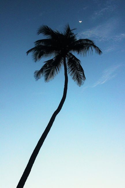 A silhouette of a palm tree against a dusk sky with a visible crescent moon, creating a tranquil scene.