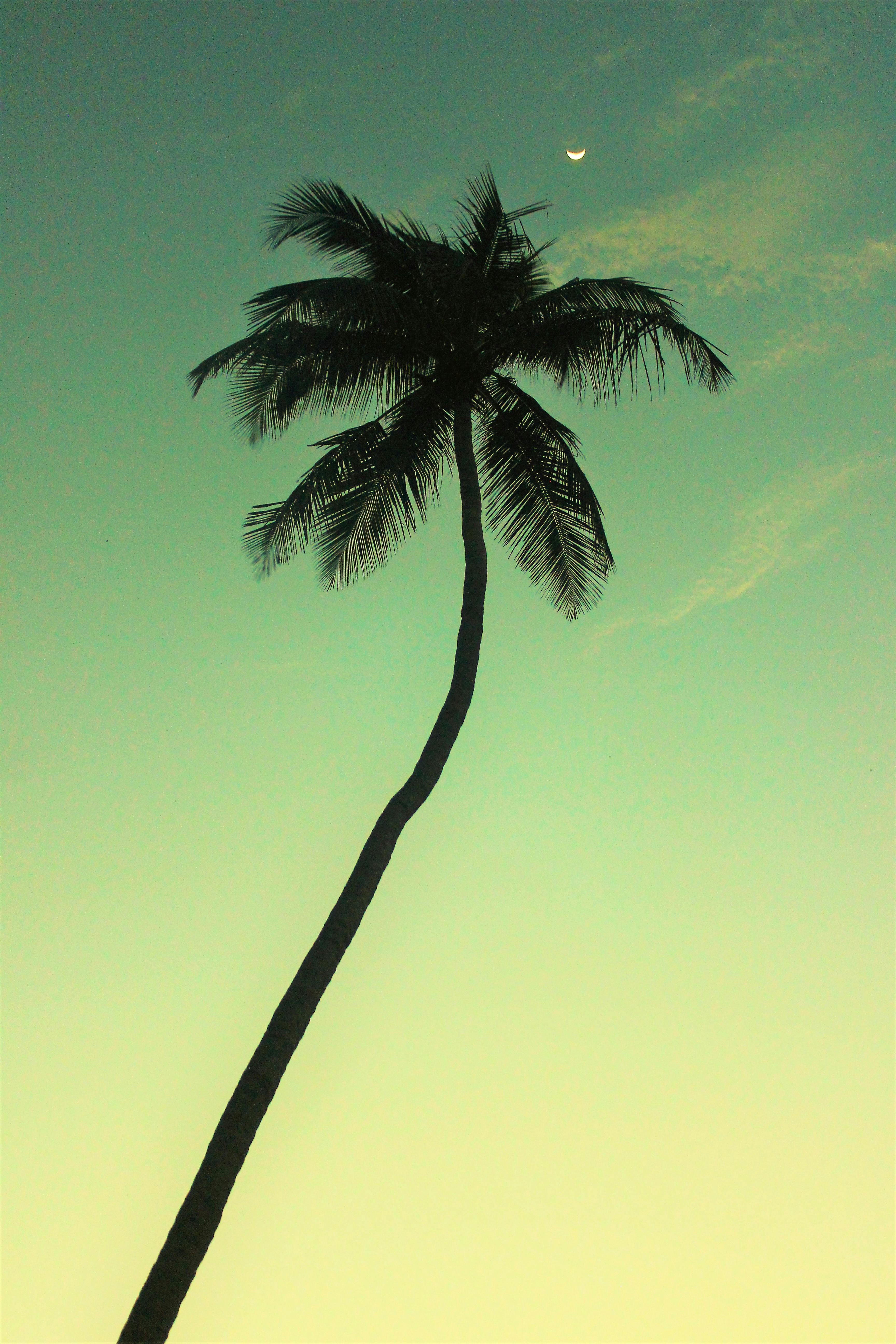 Coconut Trees on the Grass Field · Free Stock Photo