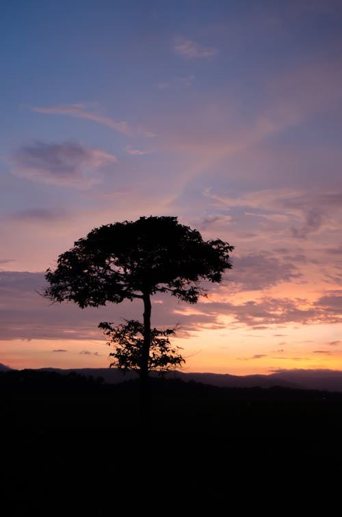 Free silhouette lone tree at dawn Stock Photo