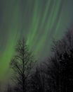 Green and Black Trees Under Green Sky