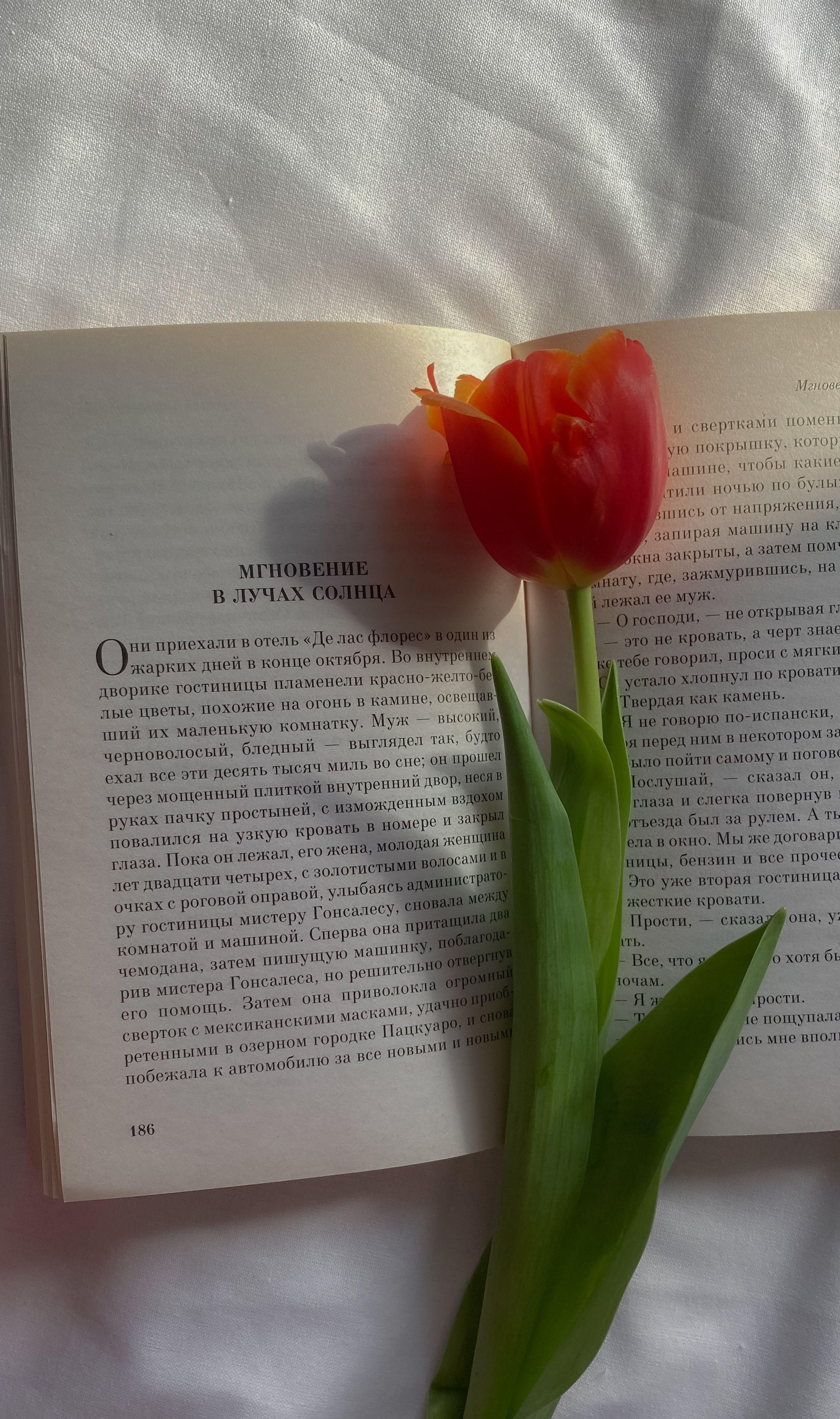 An elegant red tulip lying on an open book, highlighting a serene reading ambiance.