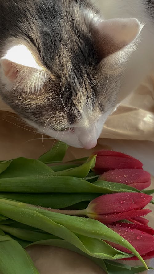 Close-Up Shot of Tulips and a Cat 