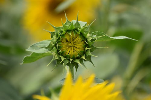 Sunflower Bud with Green Sepals and Leaves
