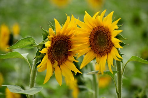 Sunflowers in Bloom 