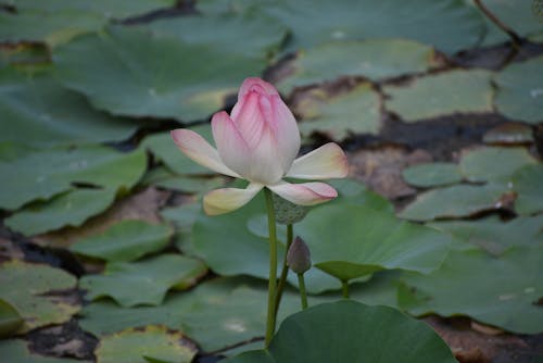 Close-Up Shot of a Blooming Lotus Flower 