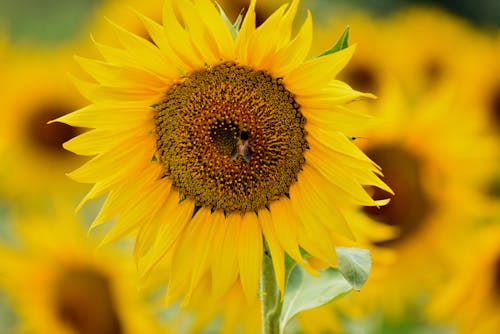 Close-Up Shot of a Bee on a Sunflower