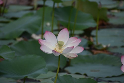 Lotus Flower in Close Up Shot