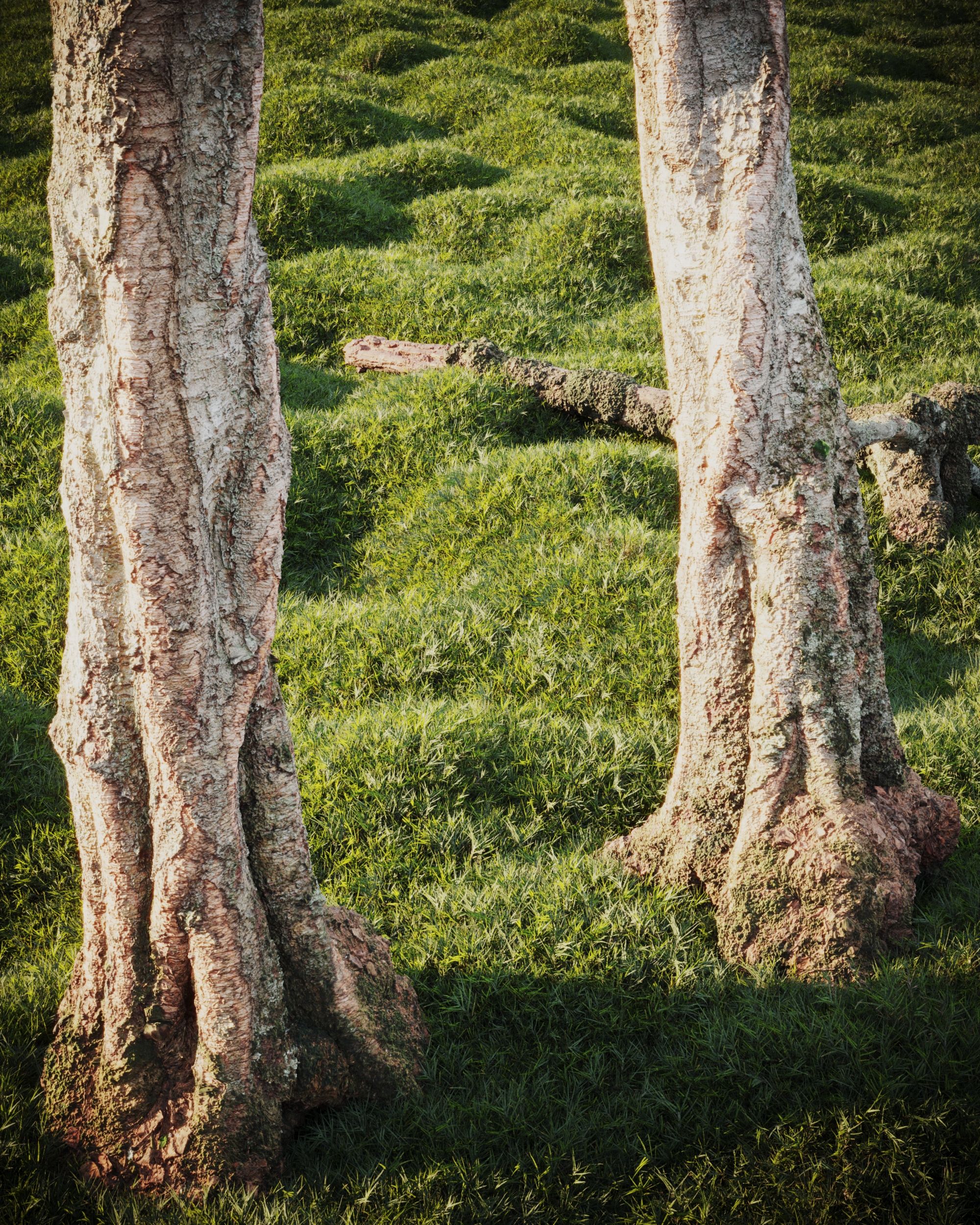 Detailed shot of textured tree trunks surrounded by lush grass in bright sunlight.