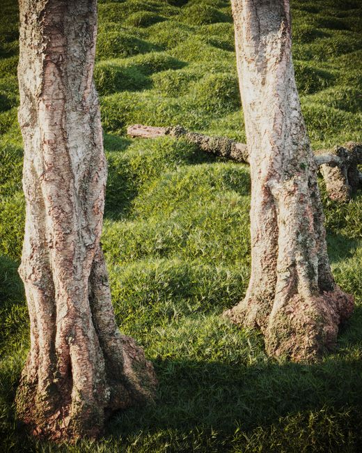 Detailed shot of textured tree trunks surrounded by lush grass in bright sunlight.