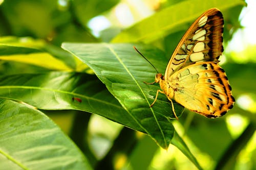 Miễn phí Ảnh lưu trữ miễn phí về cận cảnh, chụp ảnh côn trùng, Con bướm Ảnh lưu trữ