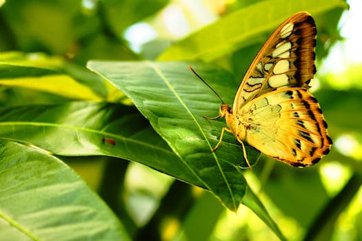 Detailed close-up of a Parthenos Sylvia butterfly perched on a lush green leaf.