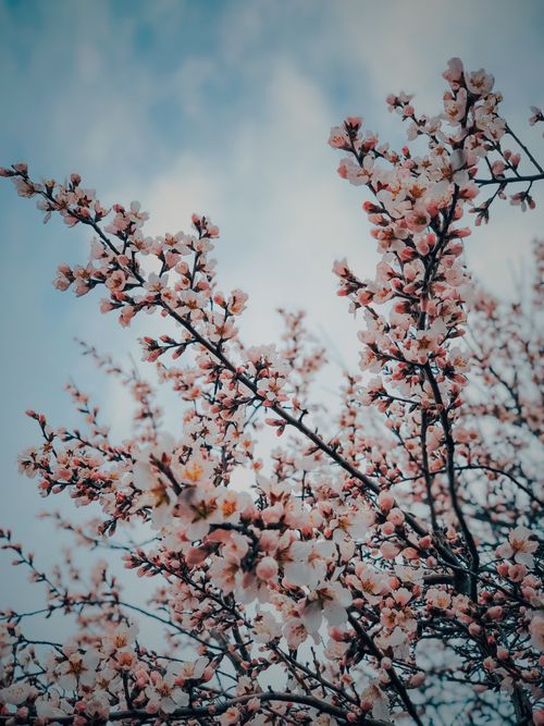Free Gentle cherry blossoms captured against a bright blue sky, embodying spring beauty. Stock Photo