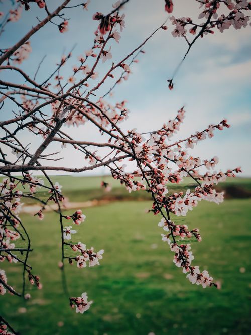 Free Cherry blossom branches with delicate white flowers against a green field backdrop. Stock Photo