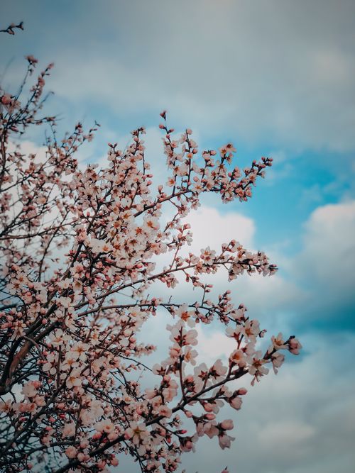Free Stunning cherry blossoms with a cloudy blue sky backdrop in springtime. Stock Photo