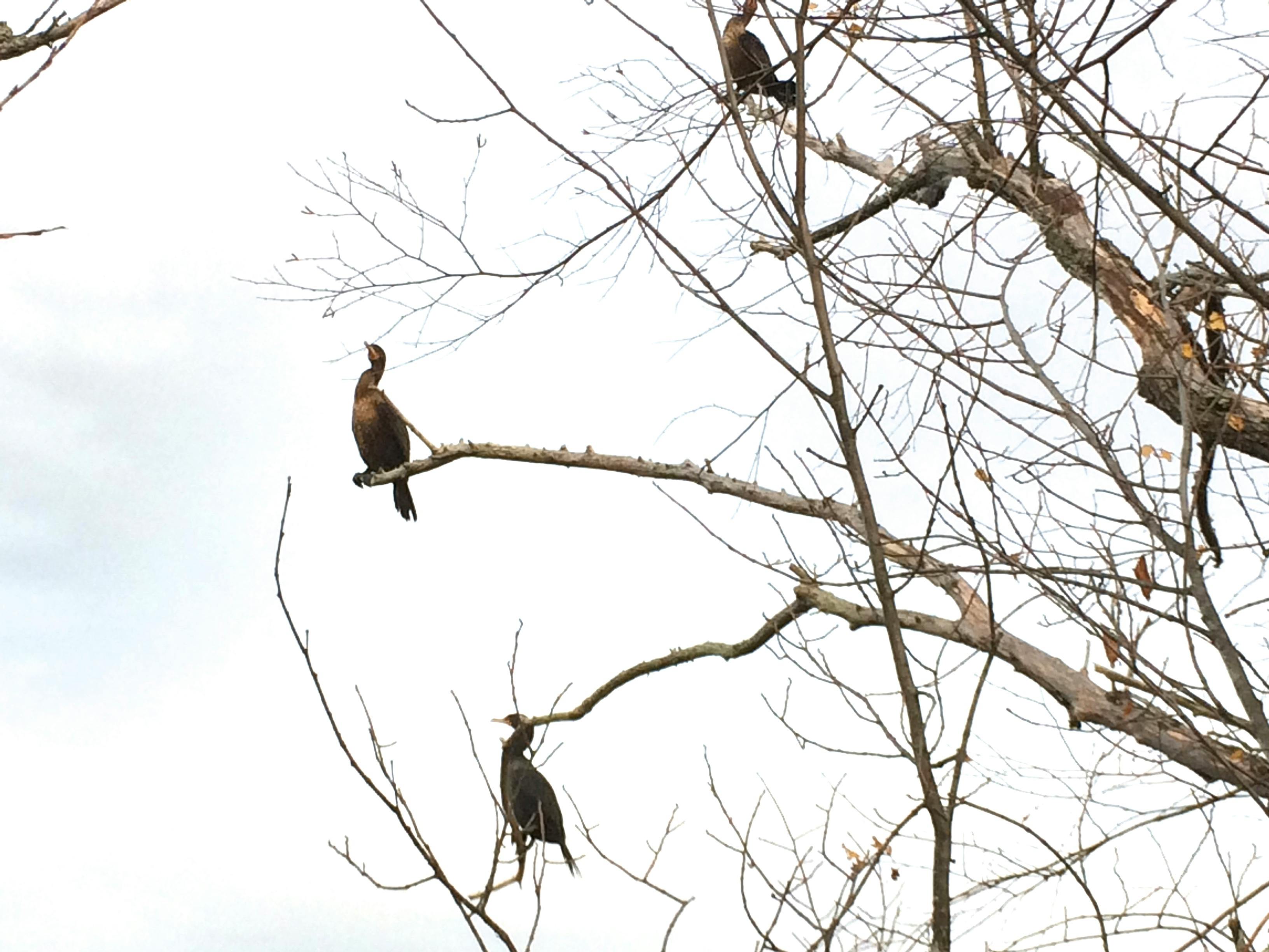 Açık Hava Oyunları
