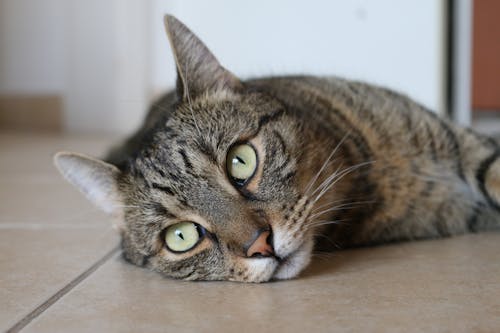 躺在棕色瓷磚地板上的棕色虎斑貓