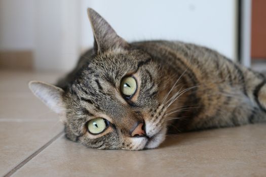 一只安静的虎斑猫躺在瓷砖地板上，展示着它美丽的皮毛和引人注目的眼睛