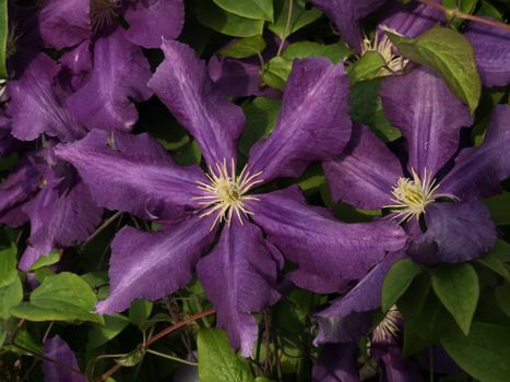 Purple Flower With Green Leaves