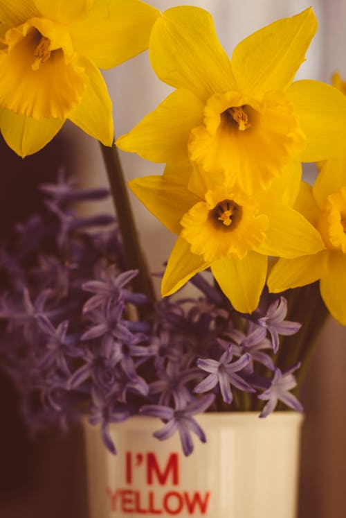 Yellow Daffodils in Pot