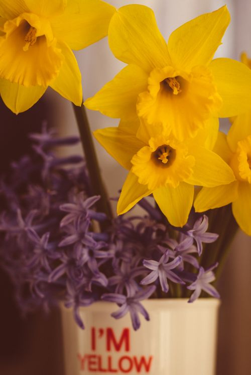 Free Close-up of yellow daffodils in a vase with purple flowers, perfect for spring decor. Stock Photo