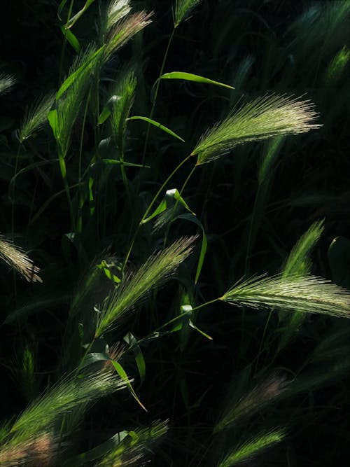 Kostenloses Stock Foto zu nahansicht, vertikaler schuss, weizengrass