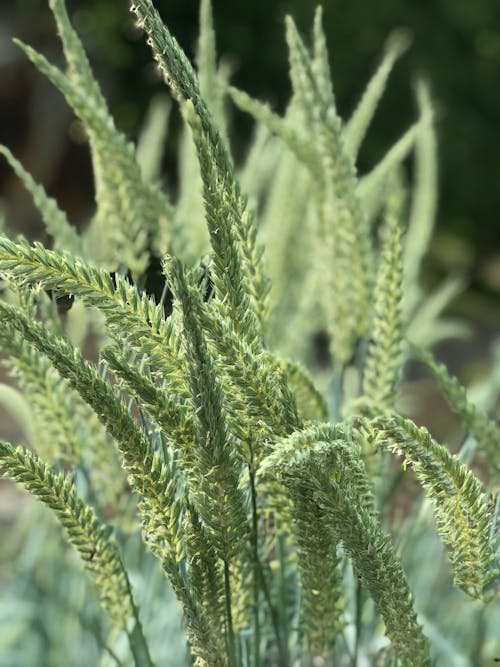Closeup of a Green Grass with Seeds