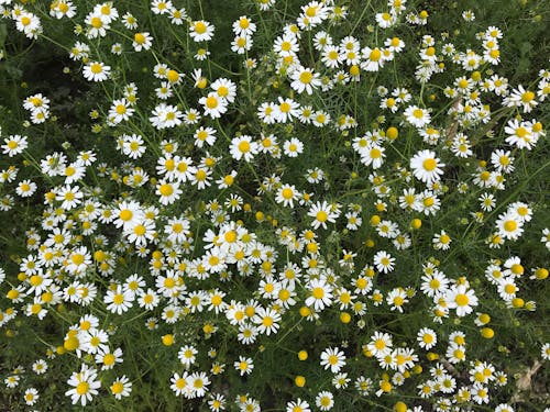 白色的花朵, 綻放的花朵, 花卉摄影 的 免费素材图片