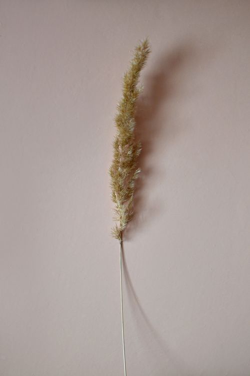 Free Single pampas grass on a soft pastel background, capturing minimalist nature elegance. Stock Photo