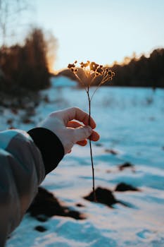Hand holding a dried flower against a snowy landscape at sunset, capturing nature's beauty.