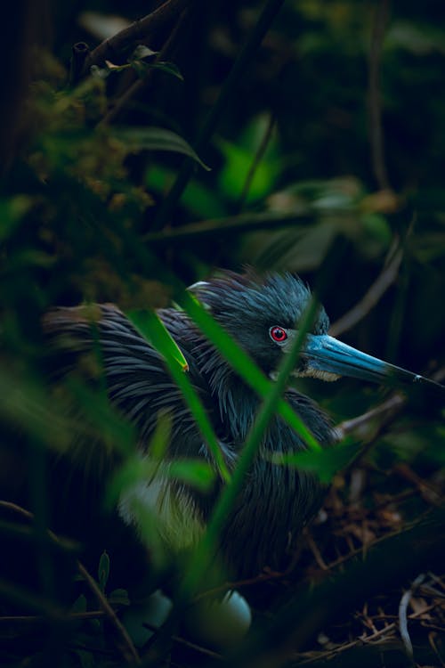 Close Up Photo of Heron Near Plants