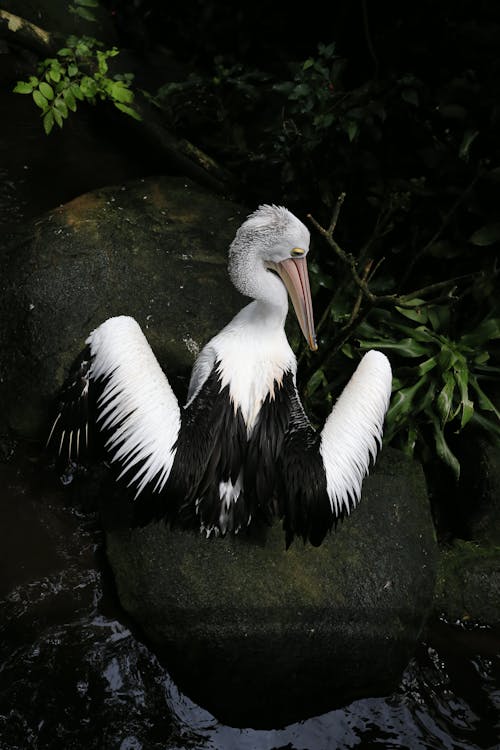 Close-Up of an Australian Pelican